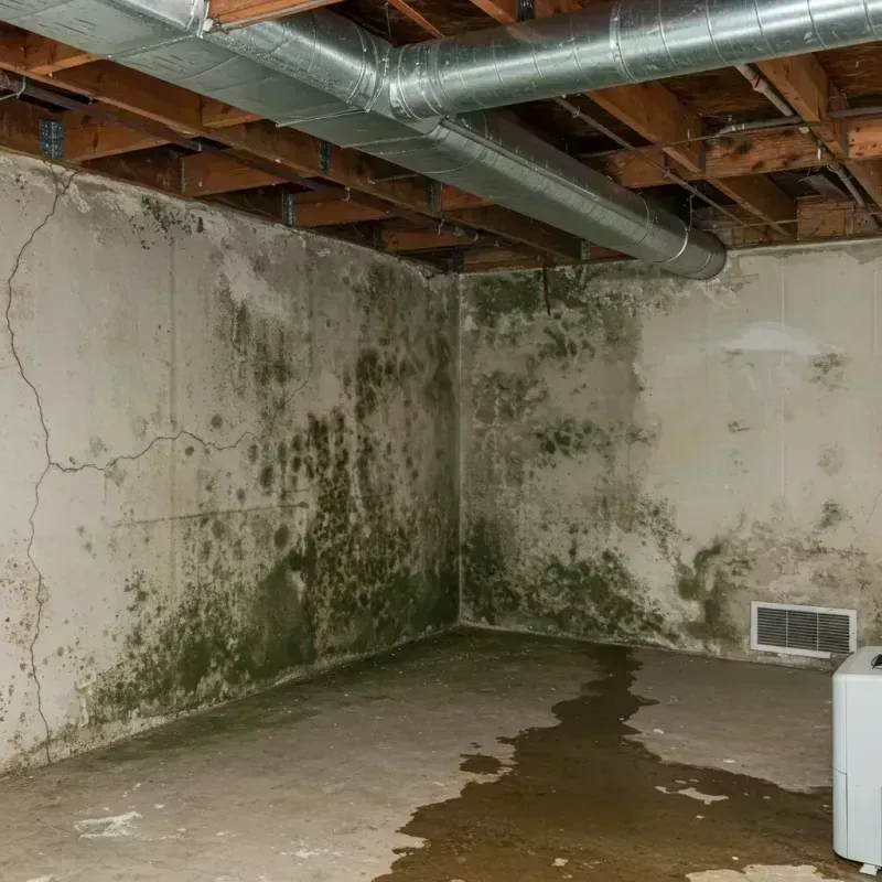 Professional Mold Removal in Ferndale, MD